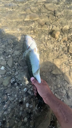 I can’t lie it’s an addiction atp | fish