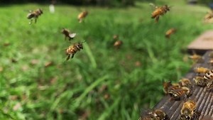 20K views · 883 reactions | We love watching slow motion bees... and just had to share this with you!  These worker bees are taking their maiden voyage... look how clumsy they are!  Orientation flights are taken by worker bees when they graduate from being a house bee to a field bee. This happens when they are about half way through their short life (at about 3 weeks old). Bees are such incredible little creatures. Enjoy  | Flow Hive | Facebook
