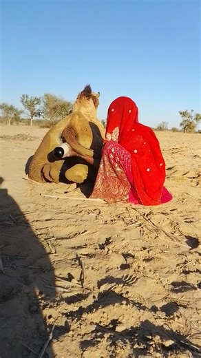 مشهد لطيف في الصحراء: طفلة تحرك أداة فيها مادة سوداء لتهدئة الجمل والطيور تراقب