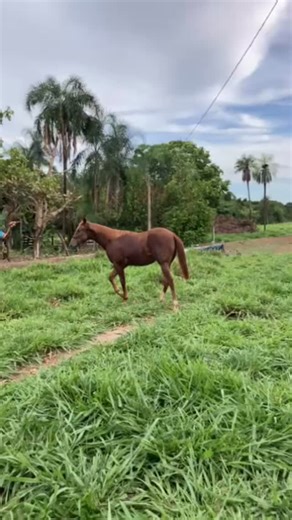 Venda de cavalos Brasil 🇧🇷 on Instagram: "🔥a venda🔥 Raça: Quarto de Milha. Grau de sangue: Puro de Origem. Registro: P409251. Nome: Flica Liberty Gamay. Pai: Dad’s Libert Fame. Avô paterno: Dash Ta Fame🇺🇸. (First Down Dash🇺🇸X Sudden Fame🇺🇸). Avó paterna: Signed To Liberty. (Signed To Fly🇺🇸X Liberty Dash). Mãe: Princes Gamay Par PZ. Avô materno: Doc’s Classic. (Doc’s Gamay🇺🇸X Shady’s Dream). Avó materna: Jolly Hand Pz. (Next Hand VP x Maggie Par Bi). Sexo: Fêmea. DN: 20/09/2024. Pel