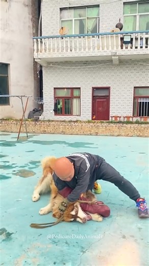 How to Train a Wild Aggressive Husky Dog At Home technique 🤯😱 #shorts #pets #dog #trending #funny #heatwave #eminem #LeoSeason #goldenstatewarriors #pantryorganization | Veteriner Penceresi