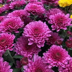 Chrysanthemum – Growing and Care Tips for Mums - Garden Design