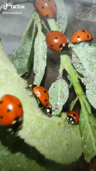 Natural Pest Control with Ladybugs in Your Garden