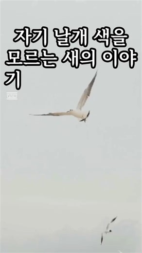 자기 날개 색을 모르는 새의 이야기 #자아발견 #정체성 #자기날개 #쇼츠 #공감영상