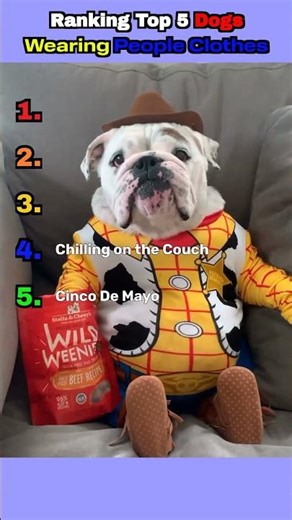 Top 5 Dogs Wearing People Clothes