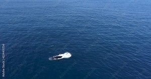 Mexico Whale Watching Drone Aerial 4K Whale Family Surfacing and Swimming with Calf