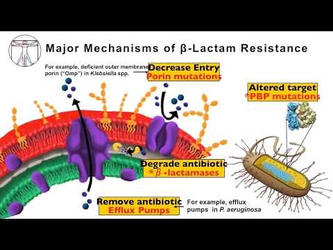 Intro to Bacteria & Antibiotics: Beta Lactams Pt 1