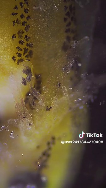 Exploring Unique Gelatinous Aquatic Organism