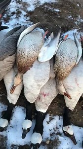 10K views · 344 reactions | When your on a solid Greenhead roll and that one guy who hasn’t got a care in the world turns the Brown Light on.... they taste the same he said... but that’s not how this works, that’s not how any of this works. | Toxic Calls | Facebook