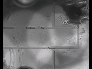 知识-高速摄像-微通道的流体