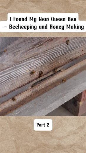 Part 2 I Found My New Queen Bee - Beekeeping and Honey Making #fyp #foryouu #dallas #escape01dallastx🔥