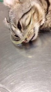 This cat was literally crying tears while receiving a medical help after a brutal beating up. I share this video for waking up your hooman consciousness because animals truly suffer if you treat them bad... SHARE this wakeup call video! | Matilda - The Male Cat