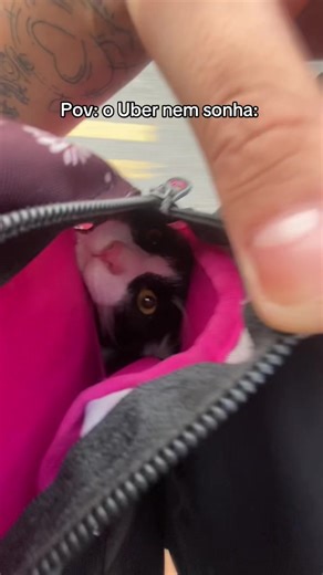 Passeio de Uber com o gato Antônio