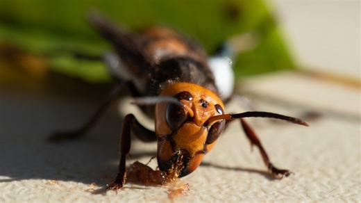 Are there 'murder hornets' in North Carolina? What to know about the Asian giants.