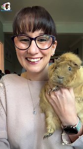 29K views · 1.4K reactions | Does neutering a male change their behaviour? A topic that often leads to confusion! Let me know your thoughts. | Masons' Cavies | Facebook