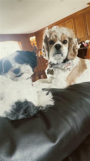 Sitting on the back of the couch #dogs #puppy