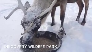 2.5K views · 94 reactions | Winter wonderland fun !! | Discovery Wildlife Park | Facebook