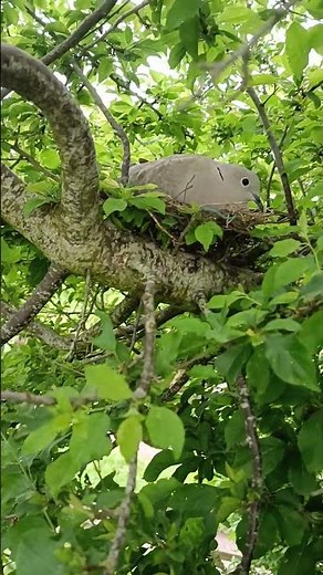 Wild Wood Pigeon Nesting - Bird Watch