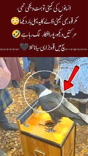 Smart Crow Playing Committee Like Humans 😂 #SmartCrow #FunnyCrow #CrowVideo #Shorts #Trending