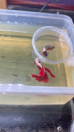 How to betta breeding in beginners, #success #bettabreeding #bettafish #HPW #shorts