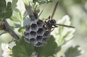 Wasp: Key Facts — Forest Wildlife