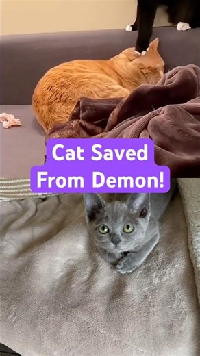 Cat Saves possessed feline from Demon