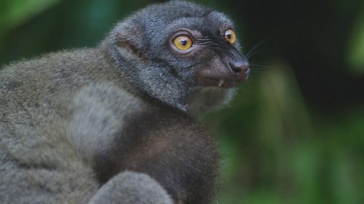 Lemurs high on millipedes