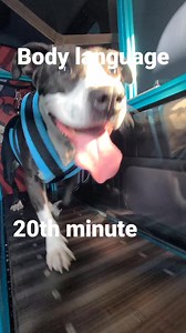 During a first run, the coach is watching for body language changes showing the dog is gaining confidence. They generally start stiff, head down, splayed paws and very small, tentative steps. We watch for these cues to begin to dissipate so we can move on to the next phase of introduction without completely overwhelming them. As the confidence grows, the coaches energy, body language and demeanor changes as well, moving to a higher level of intensity. This is how we take fearful dogs and turn th