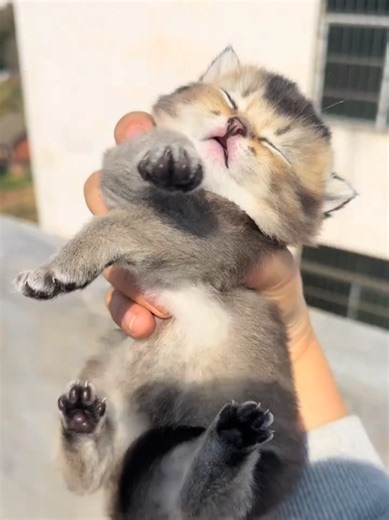 So cute it’s explosive! 💥🐾#cute #kitten #pet #cat | kitten cute