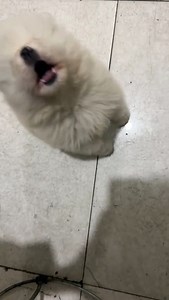 “This Toy Is Just Too Much Fun!” | Samoyed Shorts