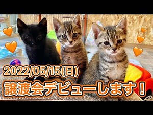 【子猫】撮れたてホヤホヤ！譲渡会デビューする子猫達＆チビチビ子猫紹介！