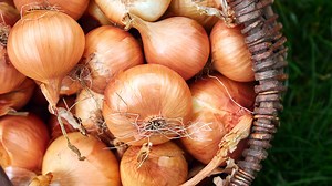The Unexpected Storage Method That Will Keep Onions Fresh - Tasting Table
