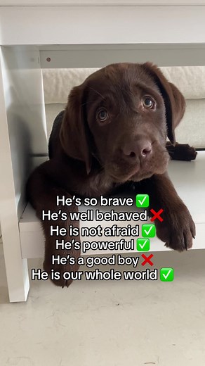 Shes So Brave: The Little Man's World with a ChocLab Puppy
