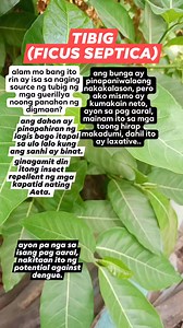 851K views · 4.9K reactions | FICUS SEPTICA / TIBIG #Benefits #foodie #food #herbalife #herbal #fbreels | Natural Cures | Facebook