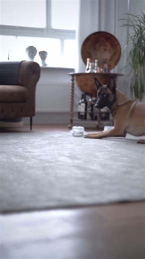 Explosives detection Training with Athena #policedog #policek9 #k9pol | Shades Of Cerberus