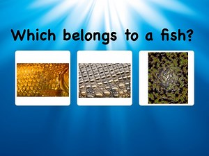 Reptiles, Fish And Amphibians