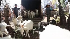 Chile's 'firefighting goats' protect forests
