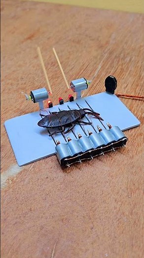 Cockroach trap 2 sticks trap final test before real roach #engineering #bugtrap #trap #comedy