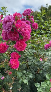 27K views · 1.9K reactions | Named to honor Her Royal Highness the Princess Royal, Princess Anne is an English shrub rose introduced by David Austin® in 2010. Its bloom cycle is long and generous, offering clusters of rich, deep-pink flowers that fade to a clear, vibrant pink. Each bloom opens in large clusters and carries a medium-strength tea fragrance, occasionally with faint yellow undertones under the petals. | Grace Rose Farm | Facebook