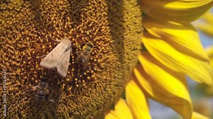 Butterfly and Bee collect pollen on a sunflower