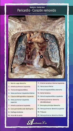 🔍 Vista anterior abierta del tórax #PulmonesInSitu #AnatomíaTorácica #TóraxAbierto
