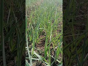 فدان الثوم يعطي 20طن سعر الكيلو 10 الي 20جنيه للكيلو بجملة 200000جنيه للفدان