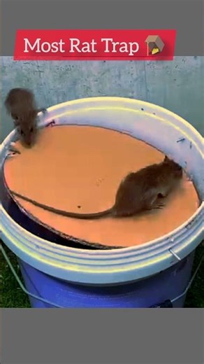 How to make a Rat Diy bucket trap!🪤🐀ll #shorts #mousetrap #Rattrap#animals