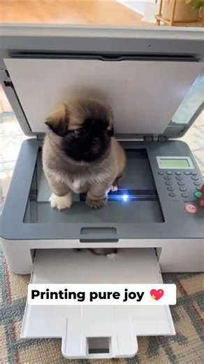 Adorable Pekingese Dog Multiplied by a Copy Machine 😂 ❤️