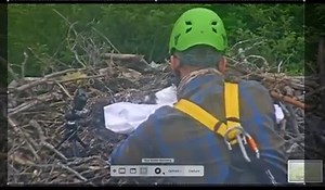 2.5K views · 141 reactions | OSPREY BANDING AT IBSP 2020 | The Friends of Island Beach State Park | Facebook