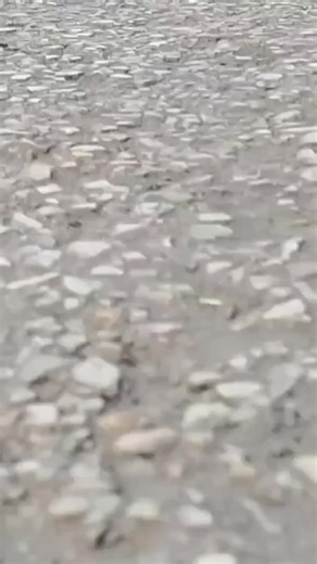 Part.1 Gamoo Faqeern Jo Charmaine 😂🤣🤣🤣😂😂 #virialvideo #onemillionaudotion #onemillionflowers #foryoupagе