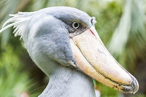 What in the world is a Shoebill?