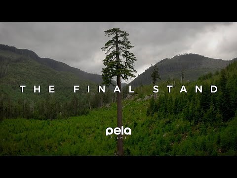 The Final Stand | Full documentary - Protect old growth forests in BC