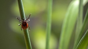 How Rosemary Keeps Ticks Away (Plus 8 Other Plants)