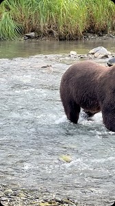 3.6K views · 5.8K reactions | Looking ahead. A large male brown bear...